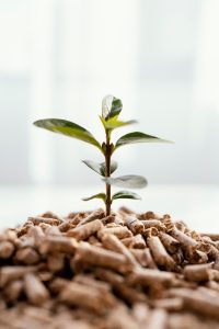 front-view-plant-growing-from-pellets (1)