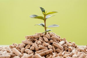 front-view-plant-growing-from-pellets
